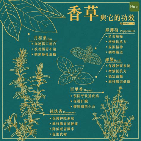 傘狀花序|傘形花序代表植物有哪些 常見傘形花序植物品種